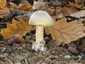 Gyilkos galóca (Amanita phalloides), Budai-hegység
